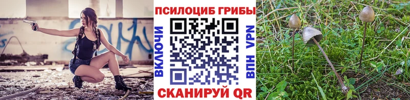 Галлюциногенные грибы Psilocybe  Купить закладки  Павловск 